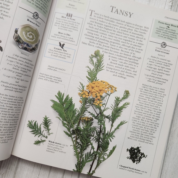 The Encyclopedia of Herbs Spices & Flavorings a Cook's Compendium - Picture 7 of 12